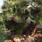 Palese Profumo Di Mare